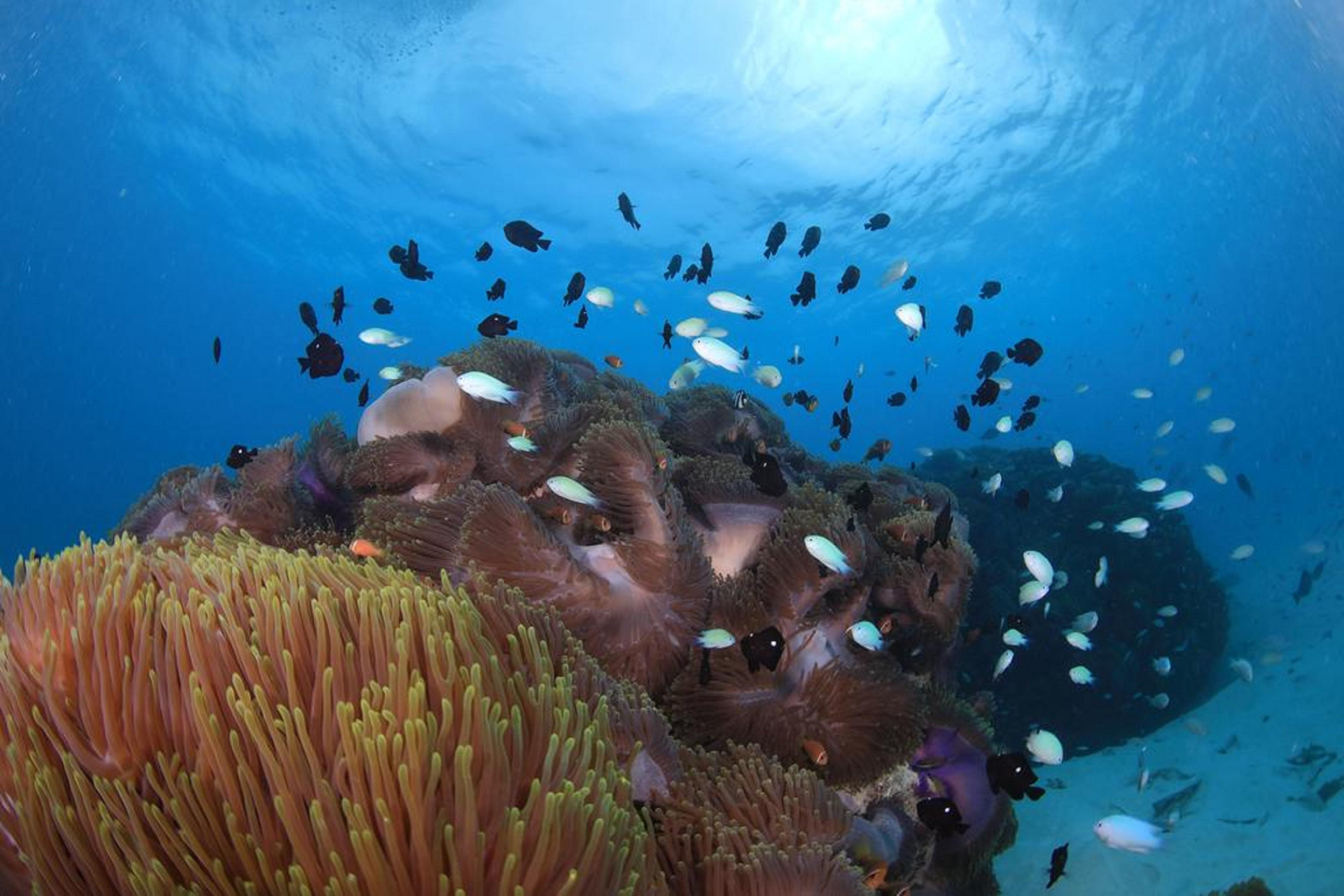 Hard Rock Hotel Maldives - Complimentary Roundtrip Speed Boat Transfer Until 31St October 2025 Emboodhoo Lagoon Dış mekan fotoğraf Coral reef
