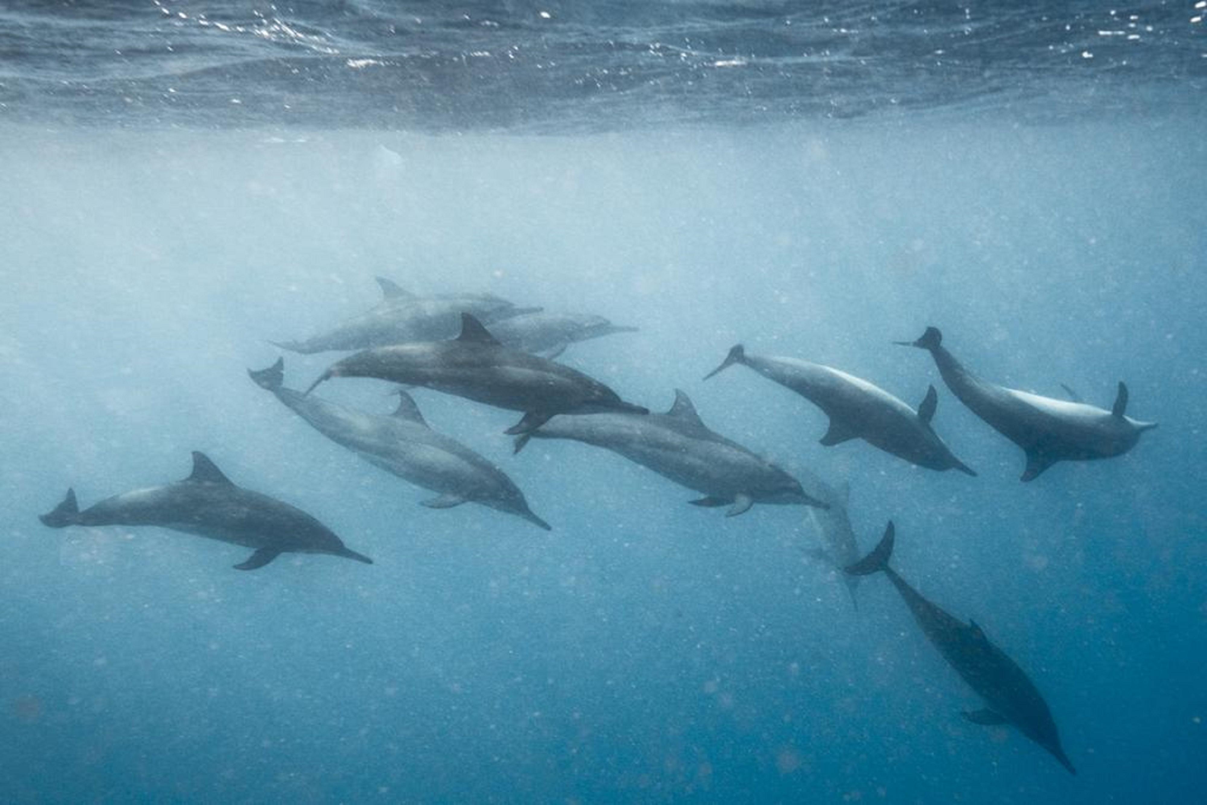 Hard Rock Hotel Maldives - Complimentary Roundtrip Speed Boat Transfer Until 31St October 2025 Emboodhoo Lagoon Dış mekan fotoğraf Spinner dolphins